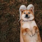 Making Money with Dogecoin Faucets: A Complete Guide